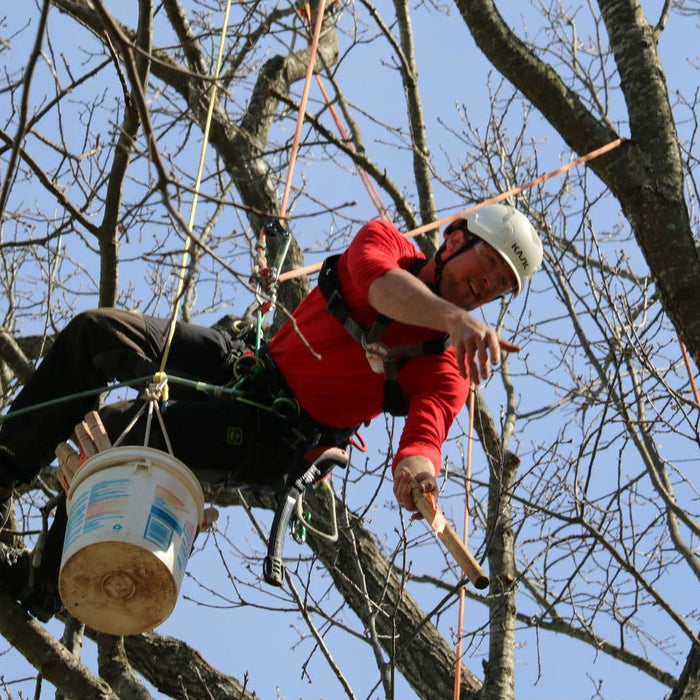 8 Equipos para iniciar en la Trepa de Arboles - Ameyalli