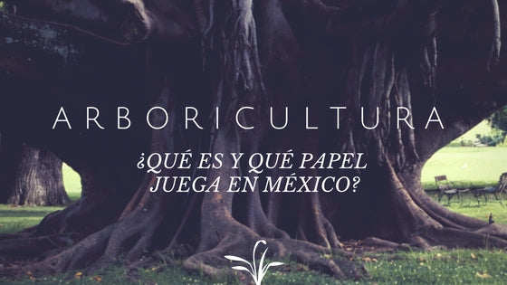¿Qué es y qué papel juega la arboricultura en México?