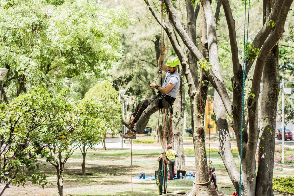 Equipo básico para trepa de arboles - Ameyalli