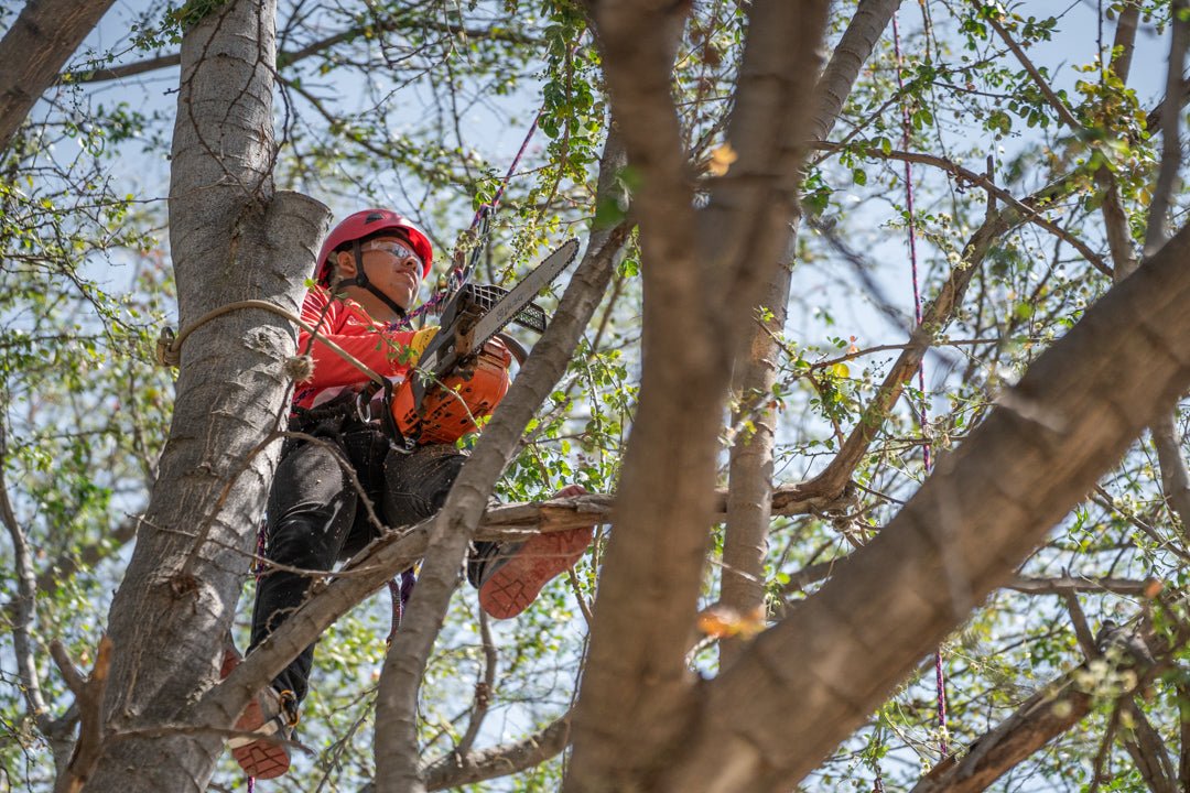 Poda de Árboles Responsable: Por qué es importante - Ameyalli