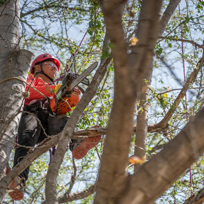 Poda de Árboles Responsable: Por qué es importante - Ameyalli