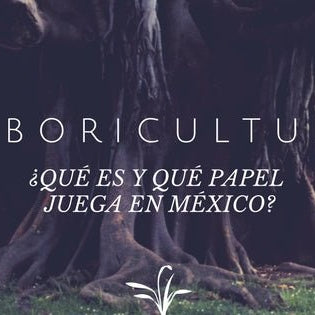 ¿Qué es y qué papel juega la arboricultura en México? - Ameyalli