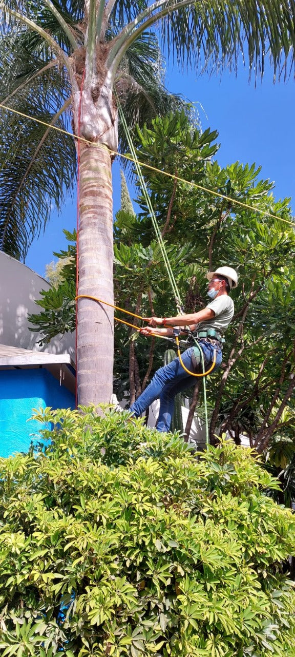 Capacitación en Trepa de Árboles Profesional