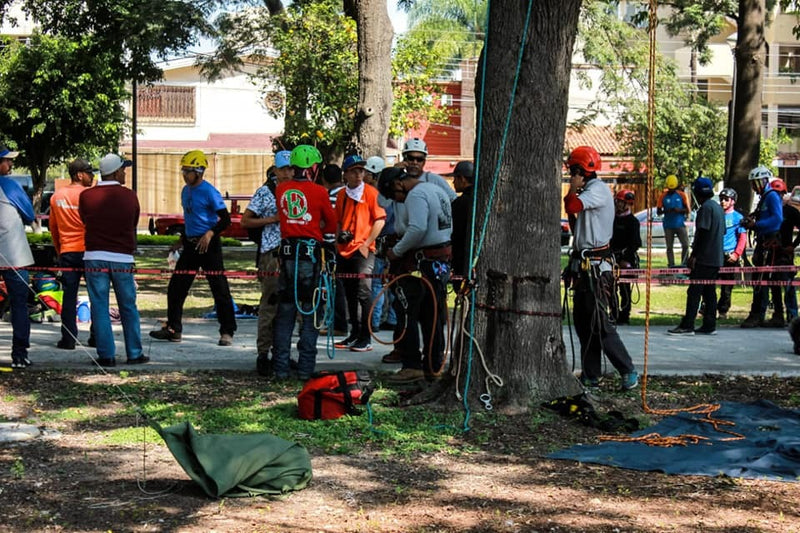 Capacitación en Trepa de Árboles Profesional